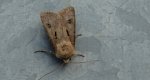 Rolnica czopówka (Agrotis exclamationis)