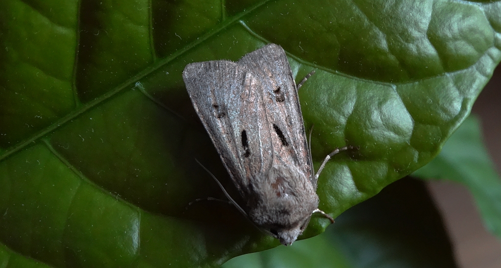 Rolnica czopówka (Agrotis exclamationis)