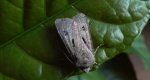 Rolnica czopówka (Agrotis exclamationis)