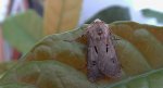 Rolnica czopówka (Agrotis exclamationis)
