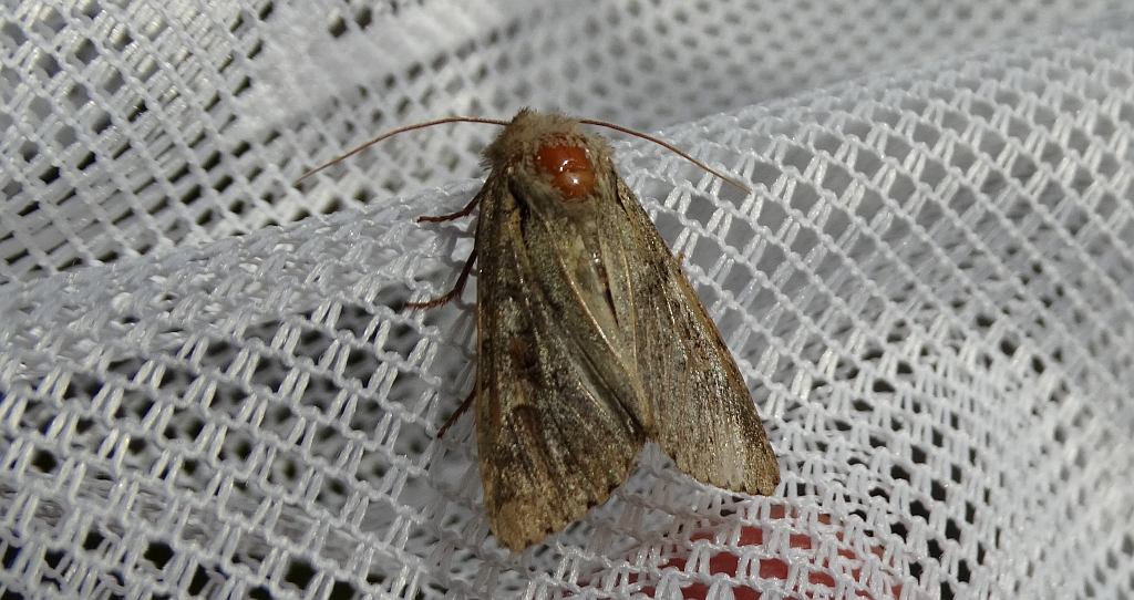 Sówka pszenicówka (Apamea sordens)