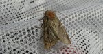 Sówka pszenicówka (Apamea sordens)