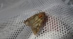 Sówka pszenicówka (Apamea sordens)