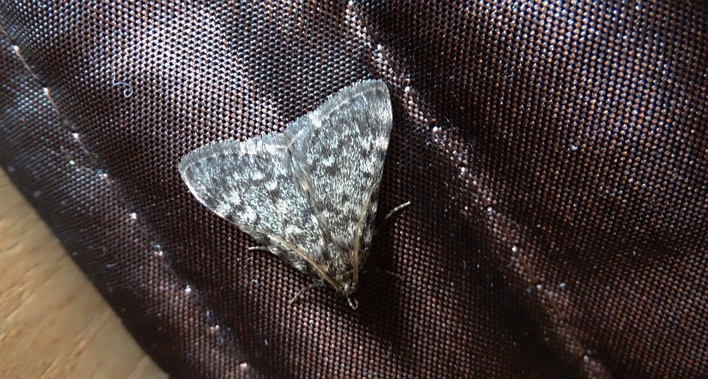 Scoparia basistrigalis lub Eudonia murana