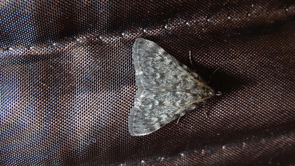Scoparia basistrigalis lub Eudonia murana