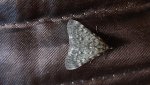 Scoparia basistrigalis lub Eudonia murana