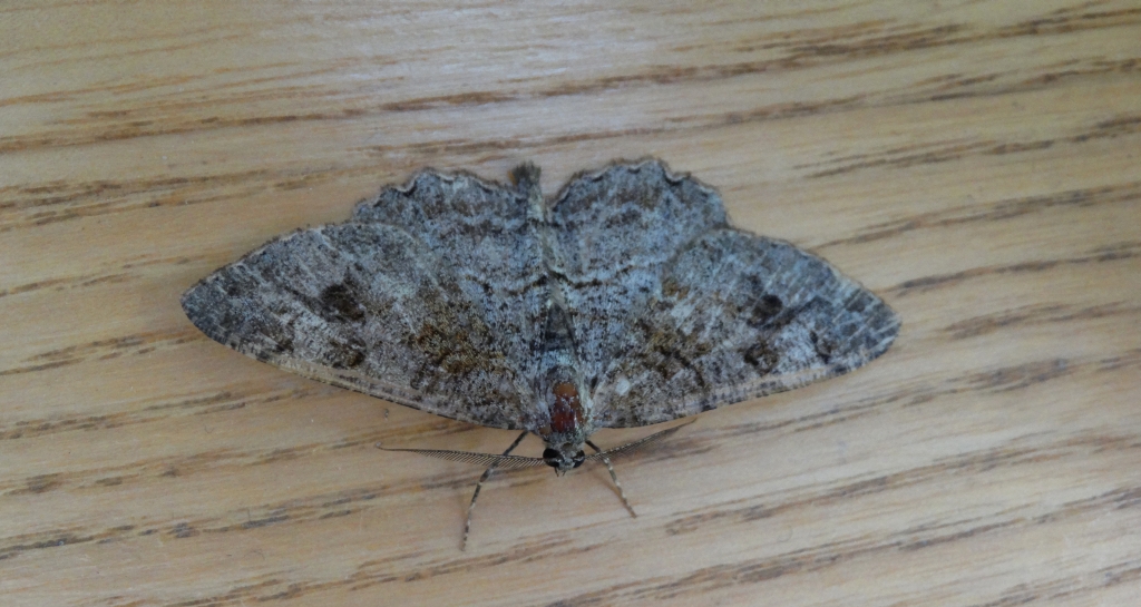 Przylepek nagrabek (Alcis repandata)