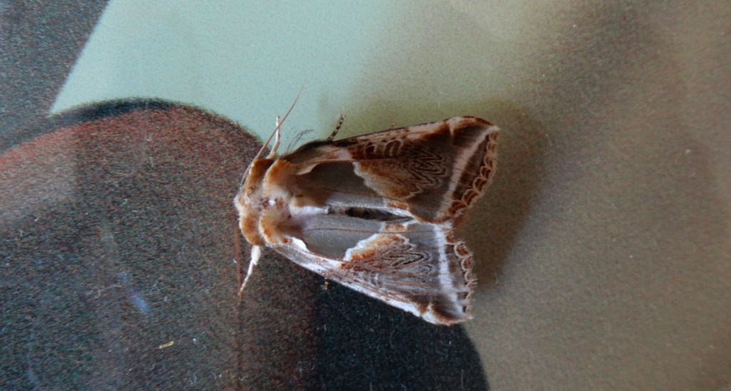 Pluszówka agatka (Habrosyne pyritoides)