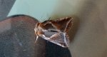 Pluszówka agatka (Habrosyne pyritoides)