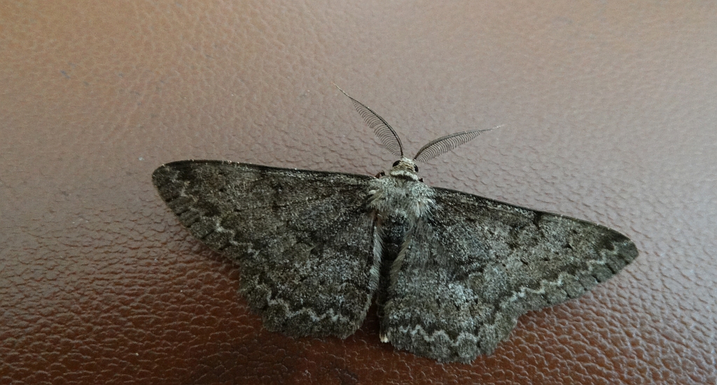 Przylepek nakropek (Hypomecis punctinalis)