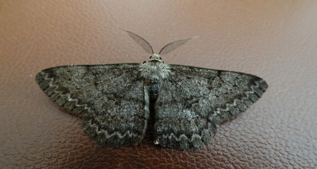 Przylepek nakropek (Hypomecis punctinalis)
