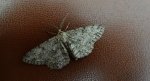 Przylepek nadębek (Hypomecis roboraria)