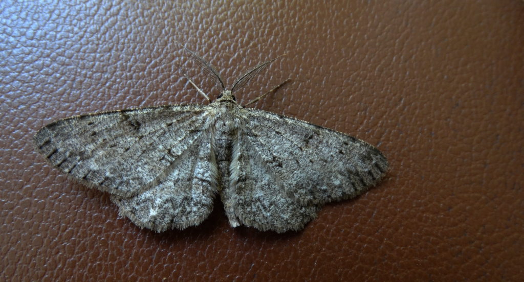 Przylepek nadębek (Hypomecis roboraria)