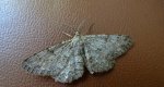 Przylepek nadębek (Hypomecis roboraria)