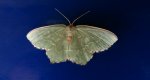 Miernik kreskowiak (Hemithea aestivaria)