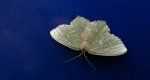 Miernik kreskowiak (Hemithea aestivaria)