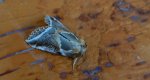 Pluszówka agatka (Habrosyne pyritoides)