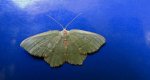 Miernik kreskowiak (Hemithea aestivaria)