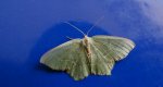 Miernik kreskowiak (Hemithea aestivaria)