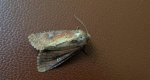Apamea lateritia