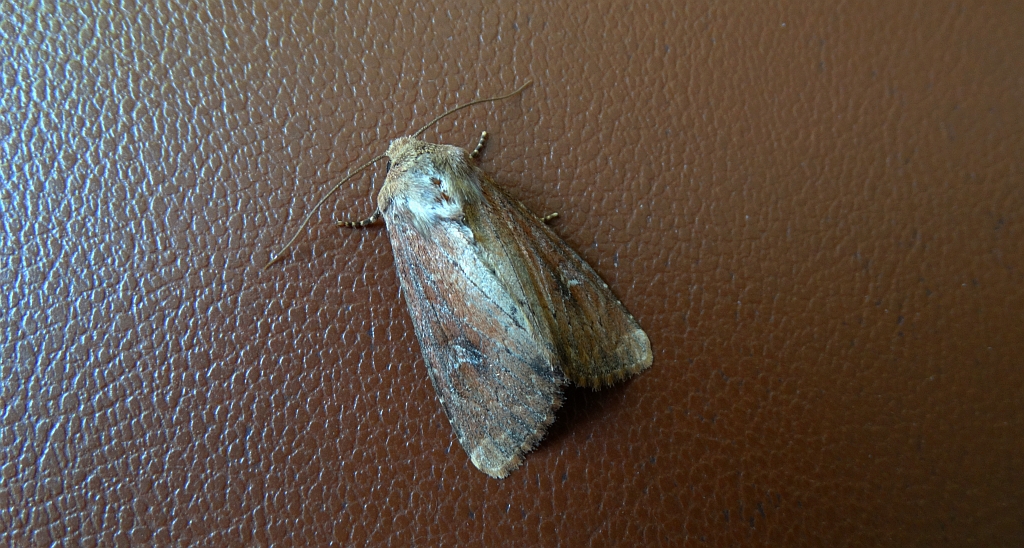 Apamea lateritia