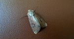 Apamea lateritia