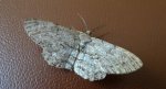 Przylepek nadębek (Hypomecis roboraria)