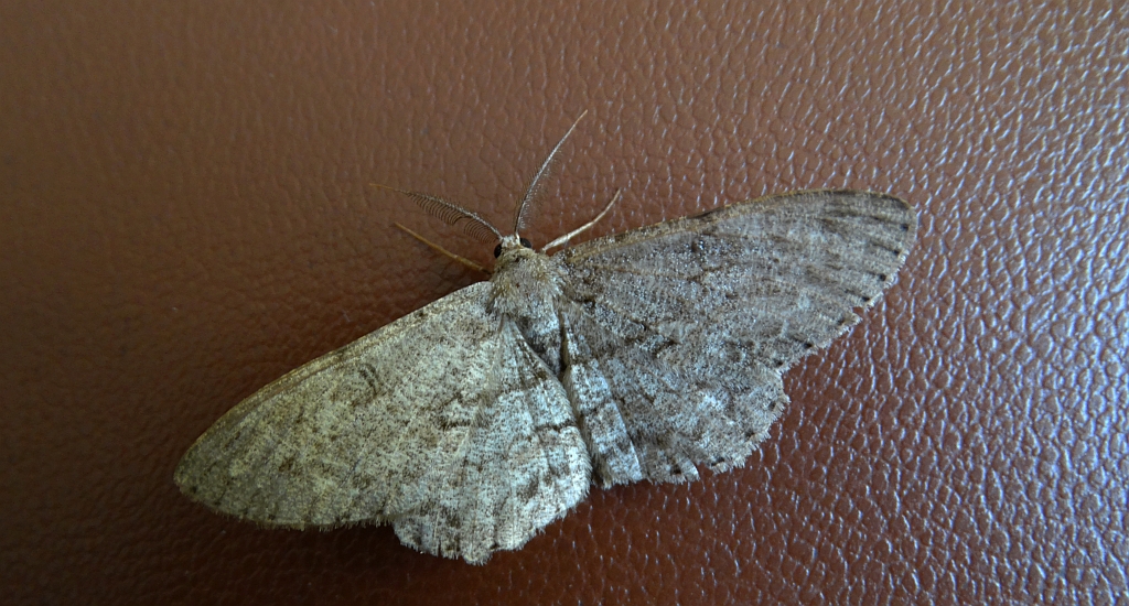 Przylepek nadębek (Hypomecis roboraria)