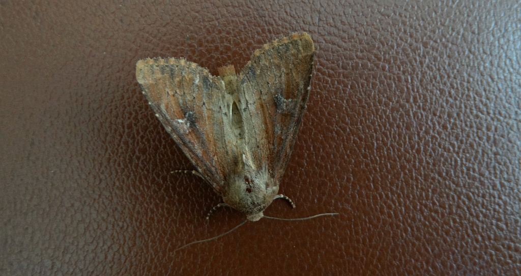 Apamea lateritia