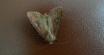 Apamea lateritia
