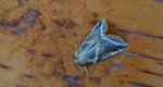 Pluszówka agatka (Habrosyne pyritoides)