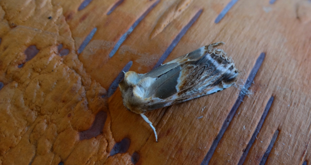 Pluszówka agatka (Habrosyne pyritoides)