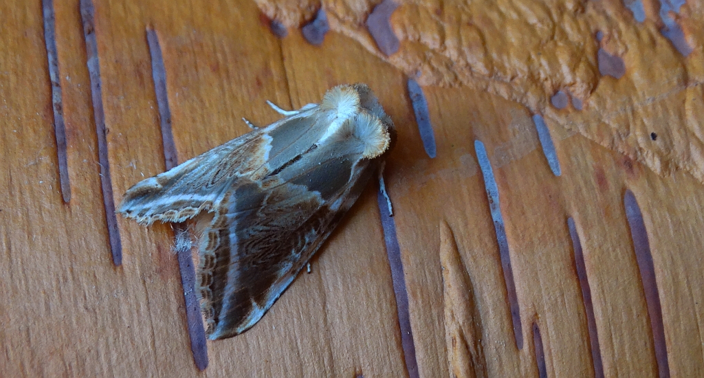 Pluszówka agatka (Habrosyne pyritoides)