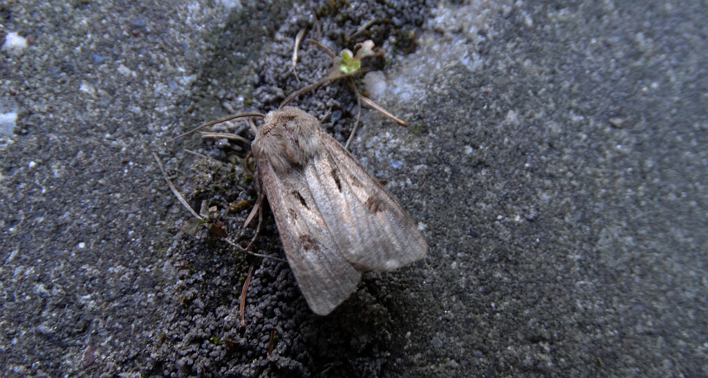 Rolnica czopówka (Agrotis exclamationis)