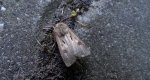Rolnica czopówka (Agrotis exclamationis)