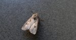 Rolnica czopówka (Agrotis exclamationis)