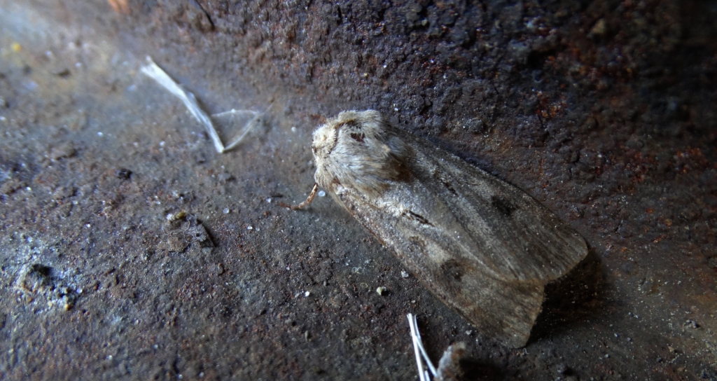Rolnica czopówka (Agrotis exclamationis)