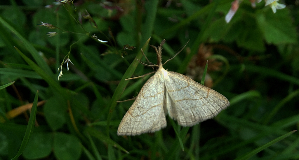 Pechipogo strigilata