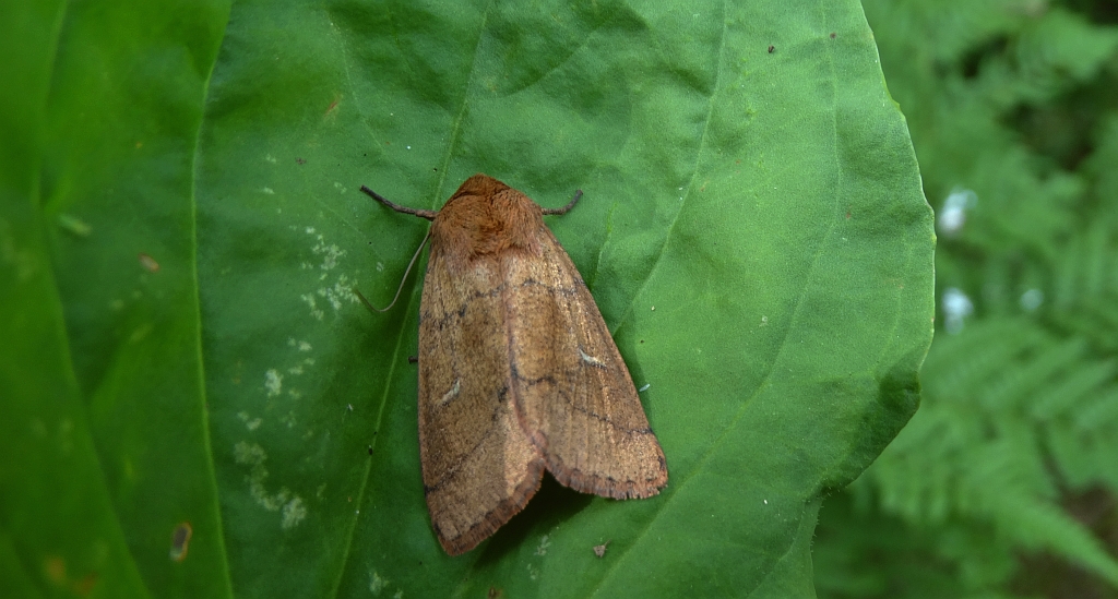 Mokradlica miedzianka (Mythimna turca)