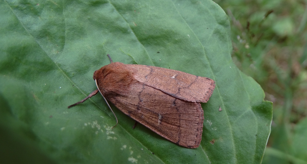 Mokradlica miedzianka (Mythimna turca)