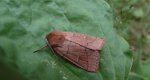 Mokradlica miedzianka (Mythimna turca)