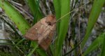 Mokradlica miedzianka (Mythimna turca)