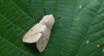 Szewnica bzówka (Spilosoma lutea)