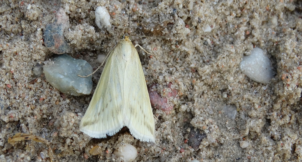 Loxostege turbidalis