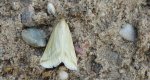 Loxostege turbidalis