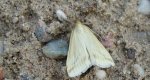 Loxostege turbidalis