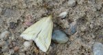 Loxostege turbidalis