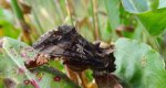Błyszczka jarzynówka (Autographa gamma) albo Autographa mandarina