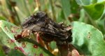 Błyszczka jarzynówka (Autographa gamma) albo Autographa mandarina