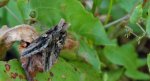 Błyszczka jarzynówka (Autographa gamma) albo Autographa mandarina